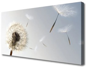 Obraz Canvas Púpava kvety príroda 100x50 cm