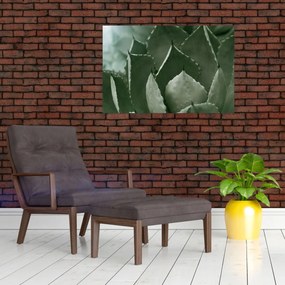 Obraz - Zelená agáve (90x60 cm)