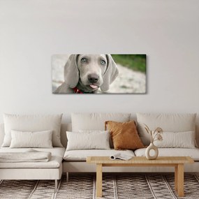 Obraz - šteňa weimarský stavač (120x50 cm)