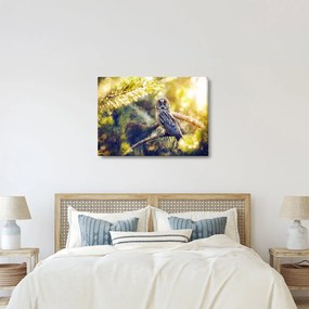 Obraz sovy na strome (70x50 cm)