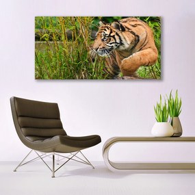 Obraz plexi Tiger zvieratá 120x60 cm