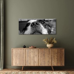Obraz psa (120x50 cm)