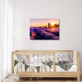 Sklenený obraz levanduľového pole, Provence (70x50 cm)