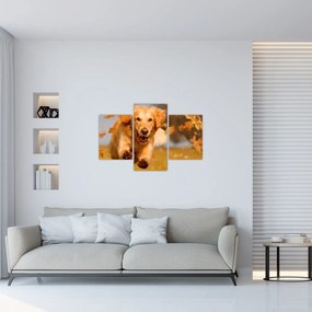 Obraz - Zlatý retriever (90x60 cm)