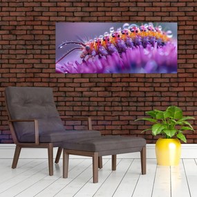 Obraz - Húsenica (120x50 cm)