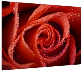 Obraz červenej ruže (70x50 cm)