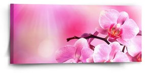 Sablio Obraz Kvety orchidey - 110x50 cm