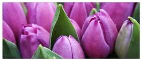 Obraz - kvety tulipánov (120x50 cm)