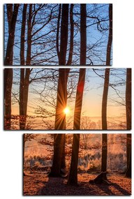Obraz na plátne - Jesenné ráno v lese - obdĺžnik 7251D (90x60 cm)