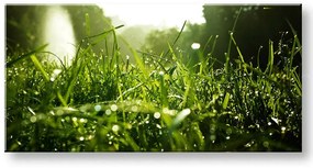 Obraz na stenu PANORÁMA RASTLINY | rôzne rozmery