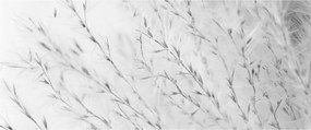 Obraz - Pampas grass N⁰2 (120x50 cm)