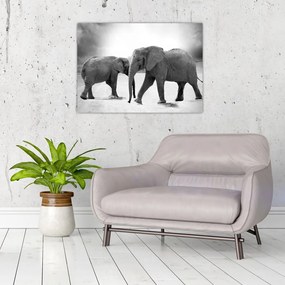 Sklenený obraz - čiernobiele slony (70x50 cm)