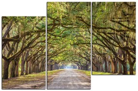 Obraz na plátne - Historické dubové stromy lemované poľnou cestou 1239D (135x90 cm)