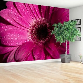 Fototapeta Vliesová Fialová gerbera 250x104 cm