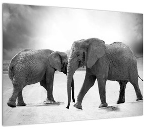 Obraz - čiernobiele slony (70x50 cm)
