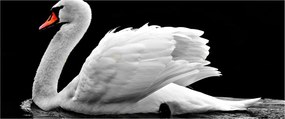 Obraz čiernobielej labute (120x50 cm)