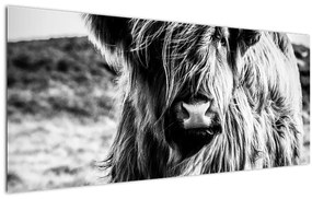 Obraz - Highland - Škótska krava (120x50 cm)