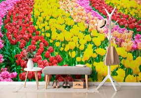Tapeta farebný tulipánový záhon