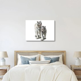 Obraz - Biely tiger (70x50 cm)