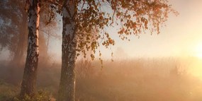 Obraz hmlistý jesenný les - 120x60