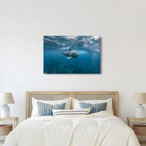 Obraz - Delfín pod hladinou (90x60 cm)