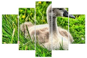 Obraz - malá labuť v tráve (150x105 cm)