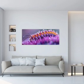 Obraz - Húsenica (120x50 cm)