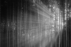 Nádherná čiernobiela samolepiaca fototapeta lúče slnka medzi stromami