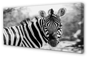 Obraz na plátne retro zebra 140x70 cm