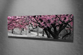 Obraz na plátne Cherry tree alley PC017 30x80 cm