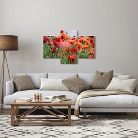 Obraz z poľa vlčích makov (90x60 cm)