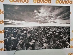 Obraz východ slnka nad lúkou s tulipánmi v čiernobielom prevedení