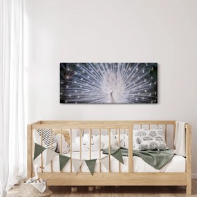 Obraz - Biely páv (120x50 cm)