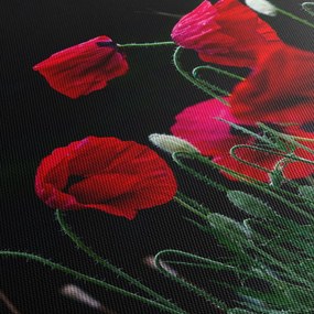 Obraz - Tanec vlčích makov (120x50 cm)