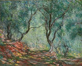 Monet, Claude - Obrazová reprodukcia Olive Trees in the Moreno Garden; Bois d'oliviers au jardin Moreno, (40 x 35 cm)