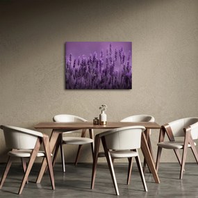 Obraz - Levanduľa (70x50 cm)