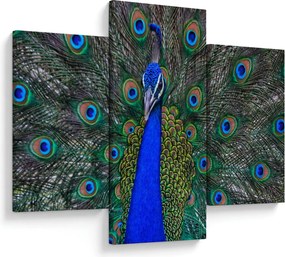 Obraz - Páv (90x60 cm)
