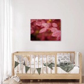 Sklenený obraz - Makro snímka lístka (70x50 cm)