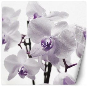 Gario Fototapeta Fialová orchidea s rosou na okvetných lístkoch Materiál: Vliesová, Rozmery: 100 x 100 cm