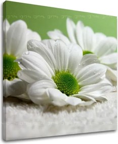 Obraz na stenu KVETY XOBKV111E12 - 60x60 cm