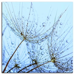 Obraz na plátne - Pampeliškové semienka s kvapkami vody - štvorec 3202A (80x80 cm)