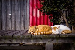 Umelecká fotografie Cats sleeping on the bench, Marser, (40 x 26.7 cm)