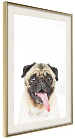 Artgeist Plagát - Pug [Poster] Veľkosť: 30x45, Verzia: Zlatý rám s passe-partout