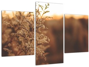 Obraz kvitnúcej trávy (90x60 cm)