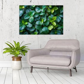 Obraz - Zelené rastliny (90x60 cm)