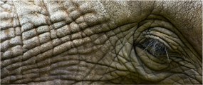 Obraz - Detailné fotografie starého slonieho oka (120x50 cm)