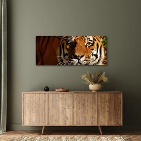 Obraz tigra (120x50 cm)