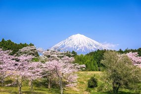 Fototapeta sopka Fuji - 450x300