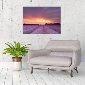 Sklenený obraz - Levanduľové pole (70x50 cm)
