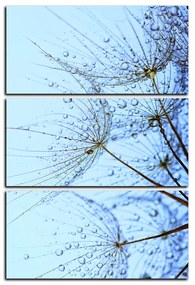 Obraz na plátne - Pampeliškové semienka s kvapkami vody - obdĺžnik 7202B (105x70 cm)